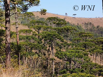 Campos do Jordão State Park (Sao Paulo, Brazil)